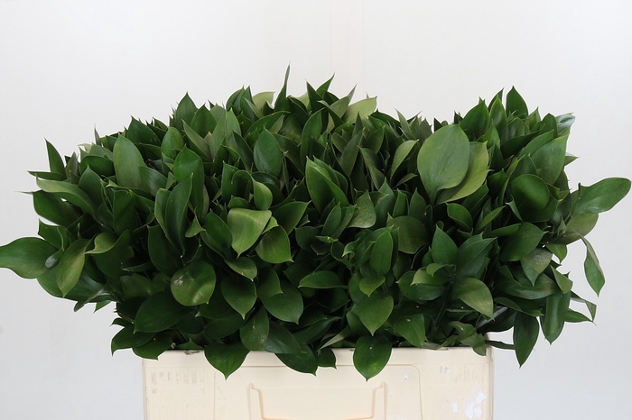 <h4>RUSCUS HYPOPHYLLUM</h4>