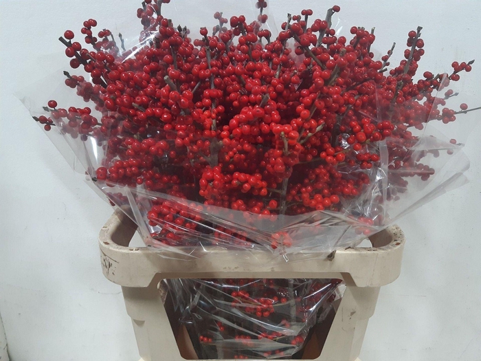 <h4>ILEX VERT.   ...BES ILEX VE RODE BE</h4>