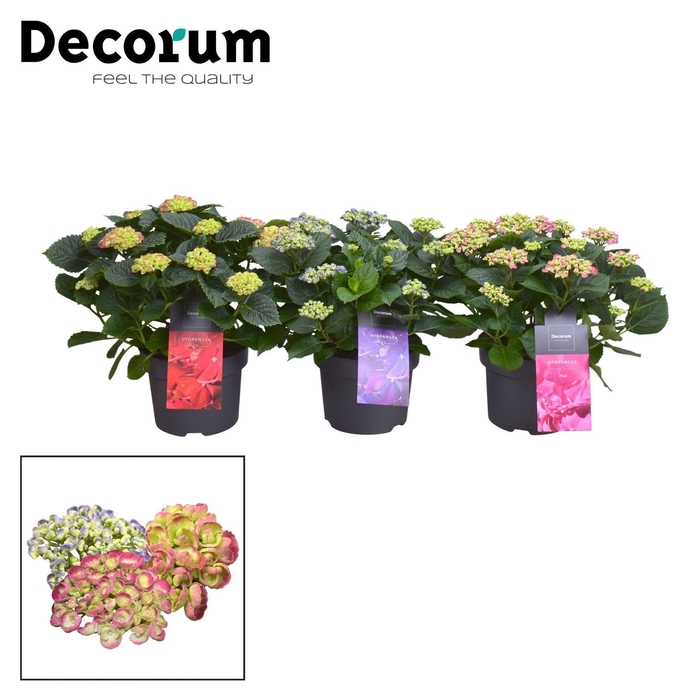 <h4>Hydrangea Curly Wurly mix 9-15 kop (Decorum)</h4>