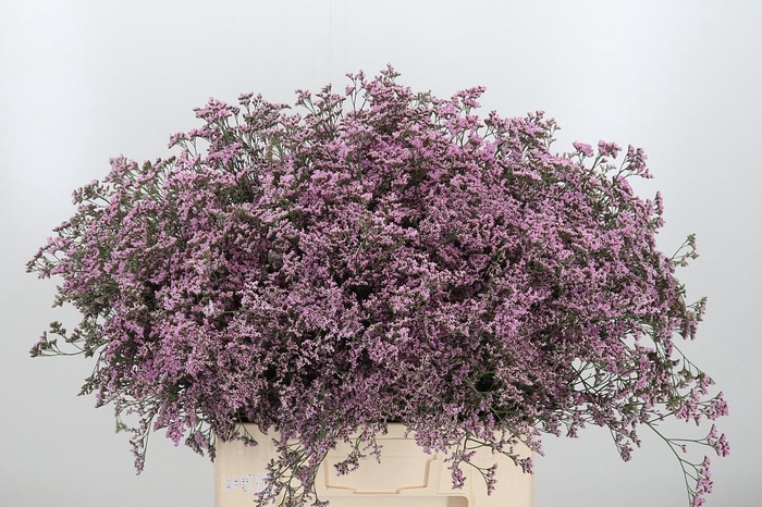 <h4>Lim Saf Oshi Pink</h4>