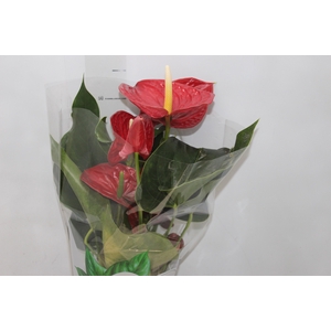 ANTHURIUM MICHIGAN P17 PREMIUM
