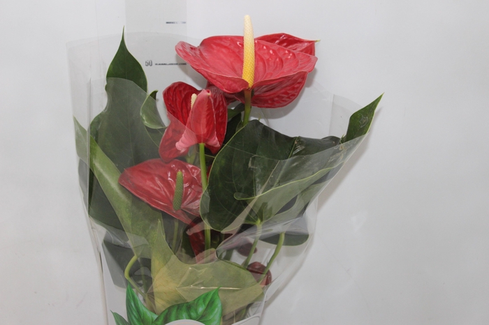 <h4>ANTHURIUM MICHIGAN P17 PREMIUM</h4>