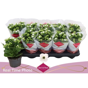 Kalanchoe enkel Asteria White