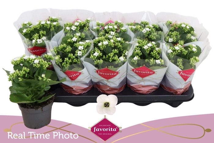 <h4>Kalanchoe enkel Asteria White</h4>