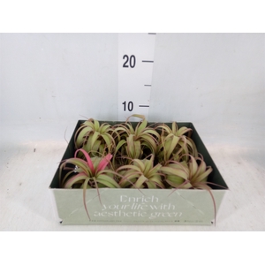 Tillandsia