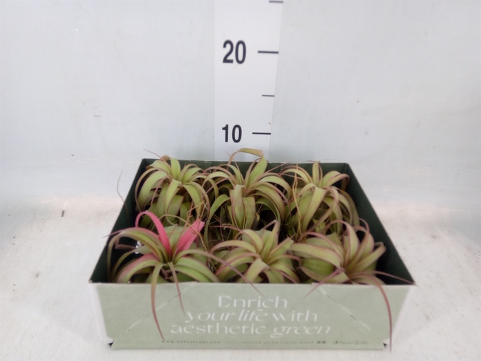 <h4>Tillandsia</h4>