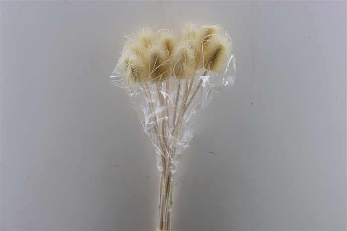 <h4>Dried Dipsacus Bleached 60cm Pst Slv</h4>