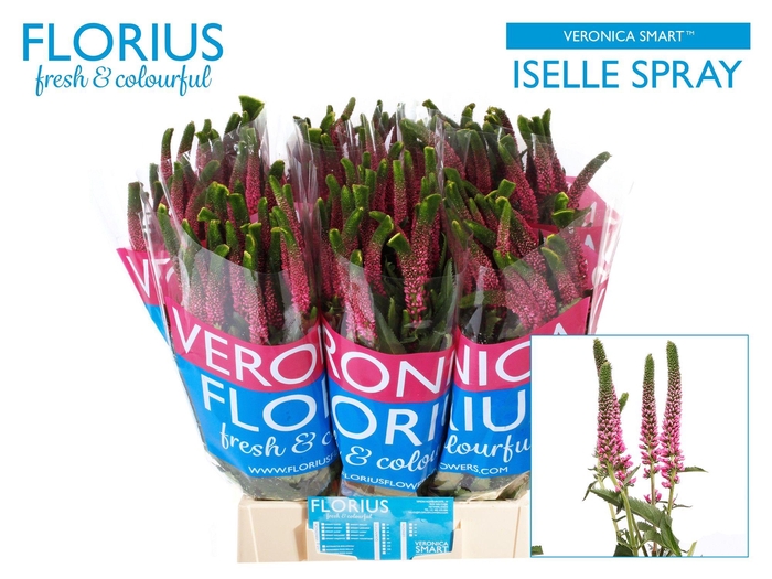 Veron Smart Iselle