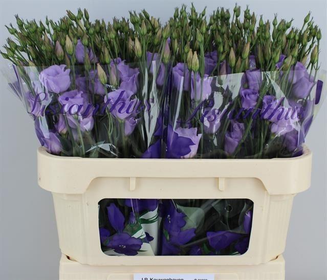 <h4>Eus E Picco Lavender</h4>