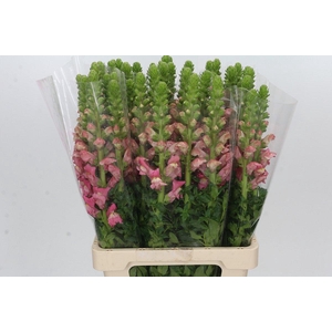 Antirrhinum Potomac Cherry Rose