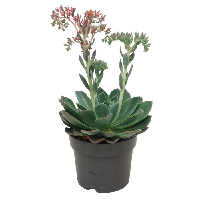 <h4>Echeveria Blue Prince</h4>