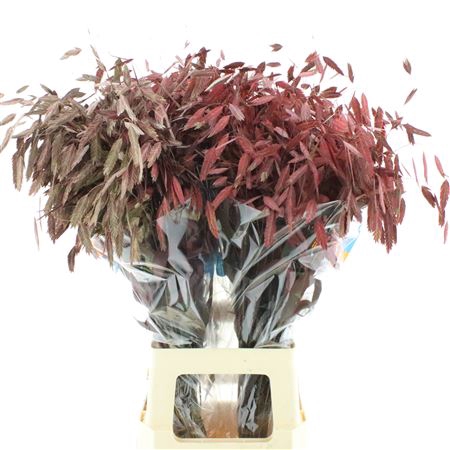<h4>Chasmanthium Latifol Klb Red</h4>