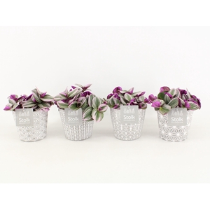 Tradescantia Nanouk In Star Pot