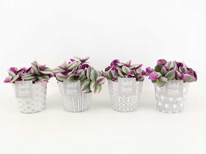 <h4>Tradescantia Nanouk In Star Pot</h4>