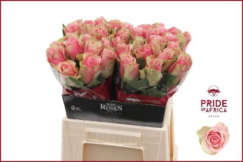 <h4>Rs gr Belle Rose</h4>