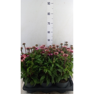 Echinacea purp. 'Mooodz Courage'