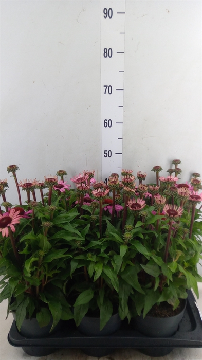 <h4>Echinacea purp. 'Mooodz Courage'</h4>