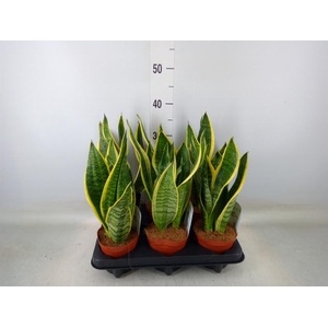 Sansevieria trifa. 'Futura Superba'