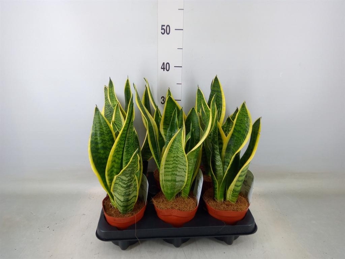 <h4>Sansevieria trifa. 'Futura Superba'</h4>