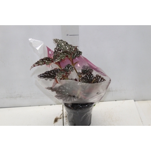 BEGONIA MACULATA SPOTLIGHT DARK P13