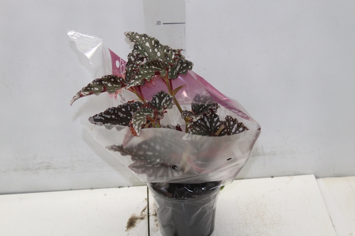 <h4>BEGONIA MACULATA SPOTLIGHT DARK P13</h4>
