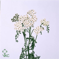 ACHIL M MCL WHITE
