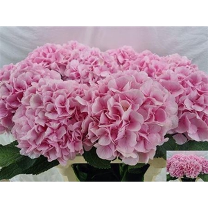 Hydr M Ch Verena Rose 80 Cm