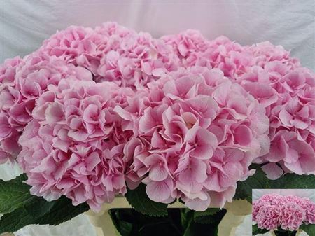 <h4>Hydr M Ch Verena Rose 80 Cm</h4>