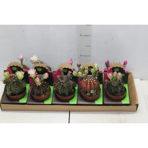 CACTUS GYMNOCALYCIUM MIHANOVICHII P09