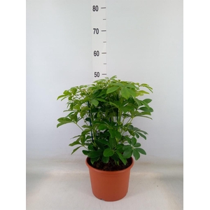 Schefflera arbor. 'Nora'