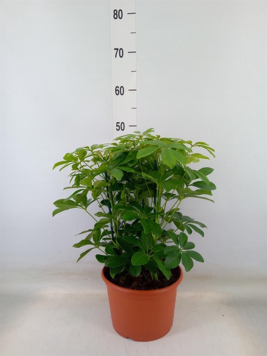 <h4>Schefflera arbor. 'Nora'</h4>