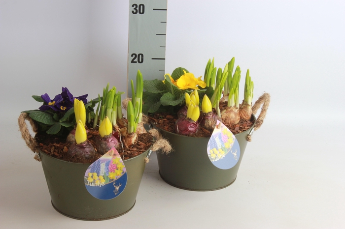 <h4>ARR TUINPLANTEN</h4>