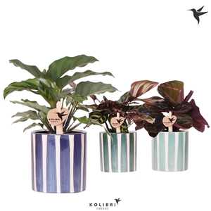 Kolibri Greens Calathea mix in Painted Stripe pot blue mix