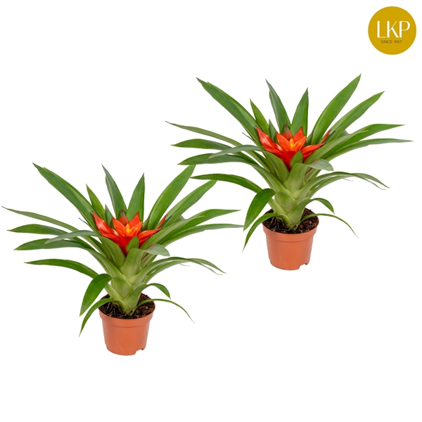 <h4>Guzmania Glow Oranje (Met Hoes)</h4>