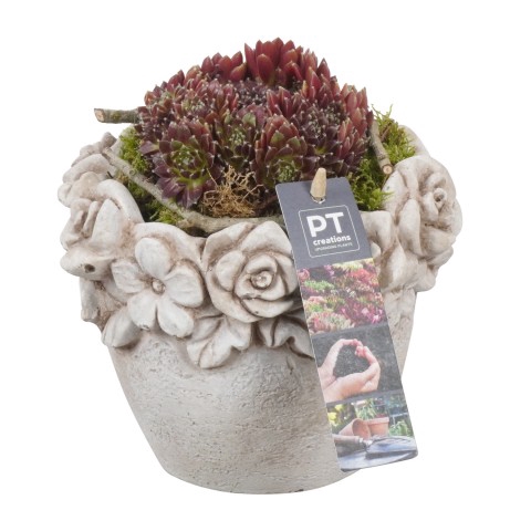 <h4>PTS6670 Arrangementen Sempervivum</h4>