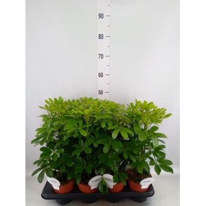 Schefflera arbor. 'Nora'