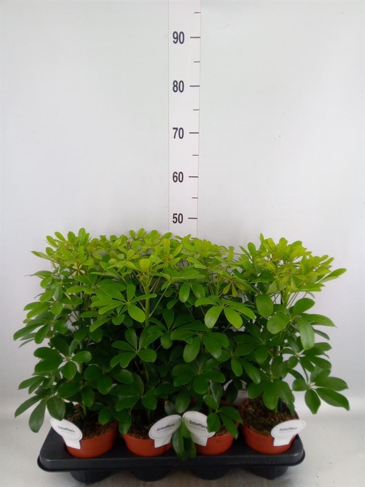 <h4>Schefflera arbor. 'Nora'</h4>