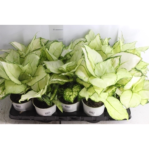 AGLAONEMA WHITE JOY P12