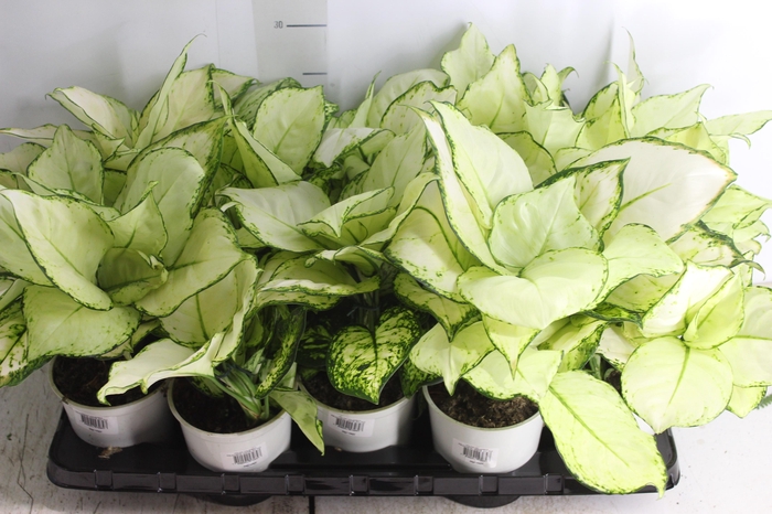 <h4>AGLAONEMA WHITE JOY P12</h4>