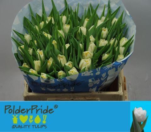 <h4>TU DU ICEBERG</h4>