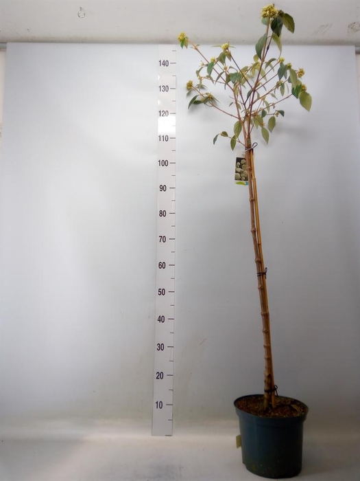 <h4>Viburnum 'Eskimo'</h4>