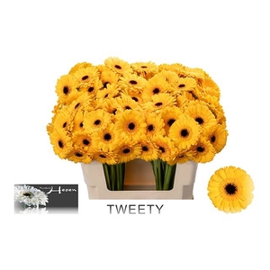GE MI TWEETY