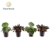 Peperomia