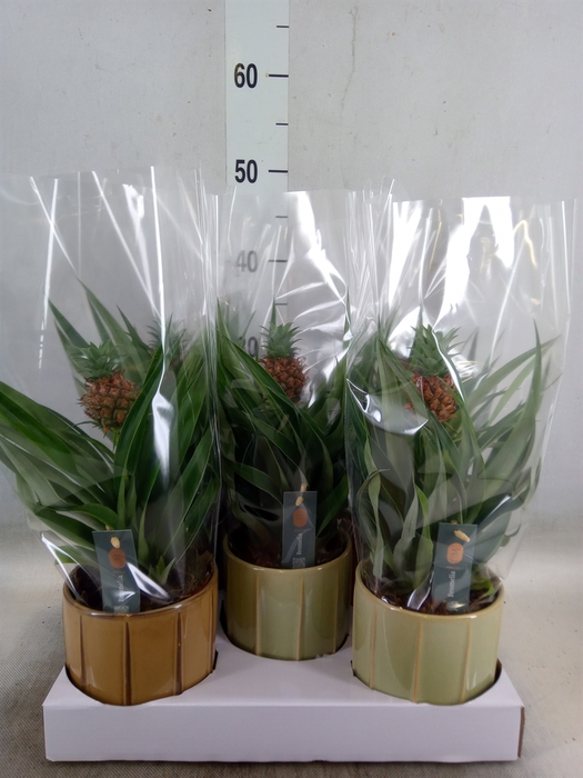 <h4>Ananas  'Mi Amigo'</h4>