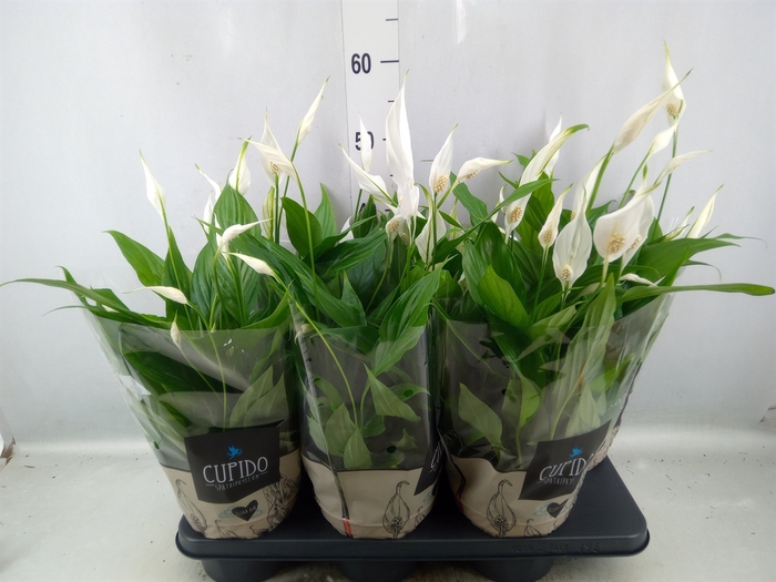 <h4>Spathiphyllum  'Pearl Cupido'</h4>