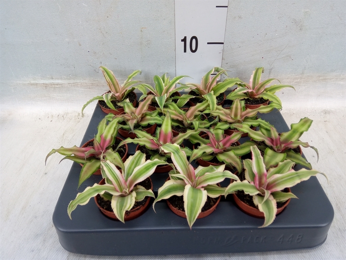 <h4>Cryptanthus   ...mix</h4>