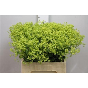 Alchemilla mollis 'Robustica'