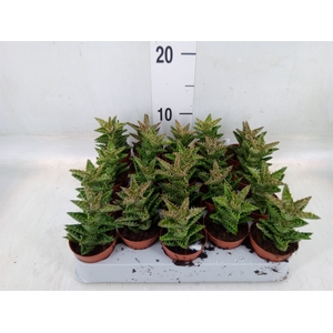 Aloe squarrosa
