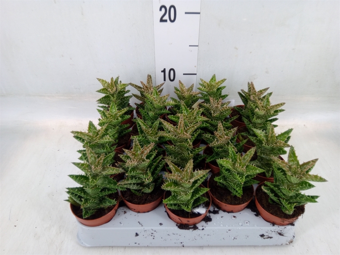 <h4>Aloe squarrosa</h4>