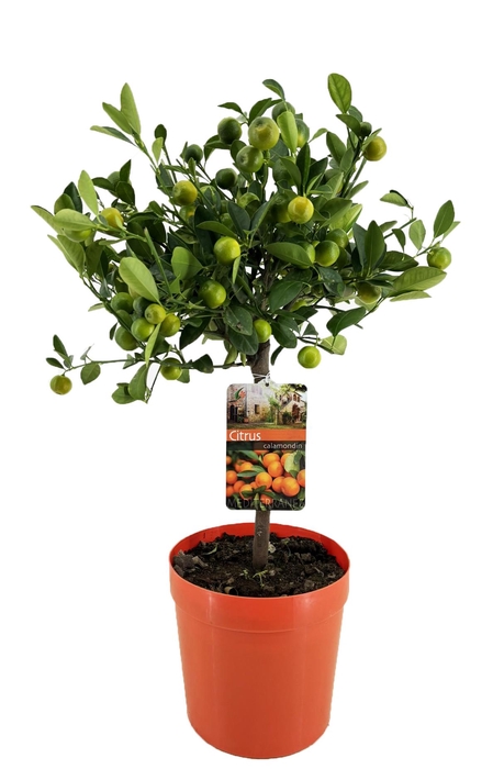 <h4>Citrus calamondin</h4>